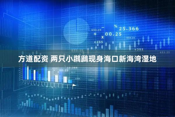 方道配资 两只小鸊鷉现身海口新海湾湿地