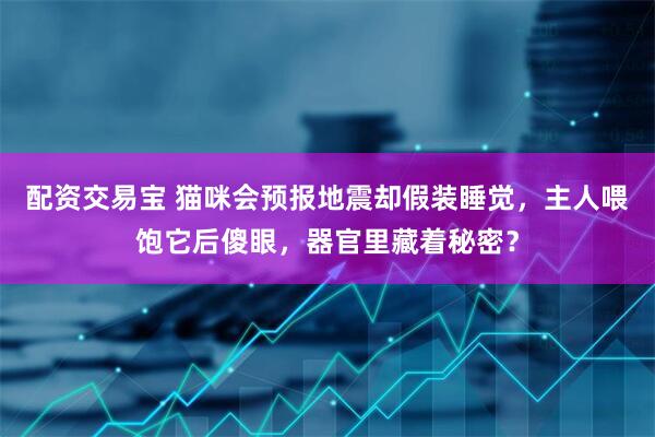 配资交易宝 猫咪会预报地震却假装睡觉，主人喂饱它后傻眼，器官里藏着秘密？